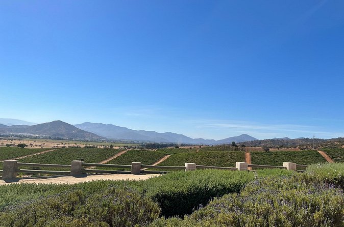 Wine Tasting Tour to Casablanca Valley (Wine Region) - What the private format changes