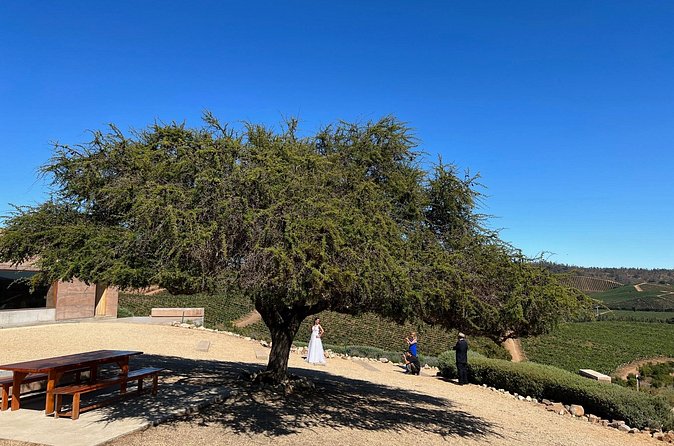Wine Tasting Tour to Casablanca Valley (Wine Region) - The five-hour schedule and what it feels like