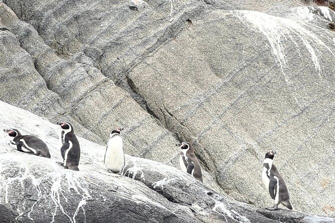 Zapallar and Papudo Tour with Penguins and Horseback Riding - Why this coast makes a strong day trip from Santiago