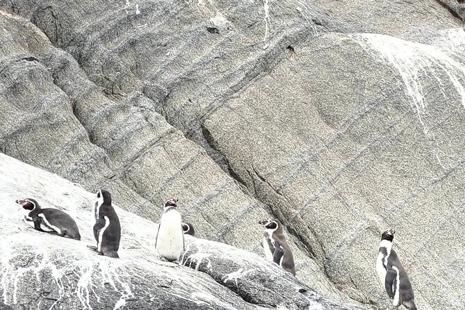 Zapallar and Papudo Tour with Penguins and Horseback Riding - What the $180 price really covers