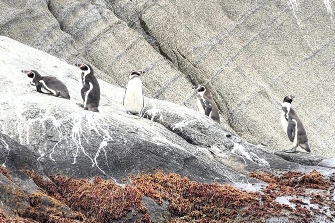 Zapallar and Papudo Tour with Penguins and Horseback Riding - Starting at Hotel Almasur Providencia