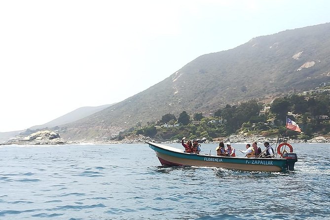 Zapallar : nature, sea and local flavours - Watching Humboldt penguins at the natural monument